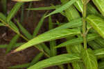 Swamp milkweed